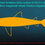 megalodon’s-size-and-shape-reveal-insights-into-aquatic-vertebrate-gigantism
