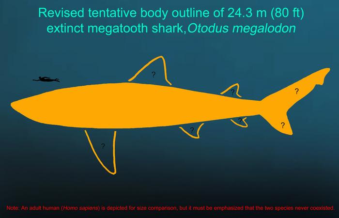 megalodon’s-size-and-shape-reveal-insights-into-aquatic-vertebrate-gigantism