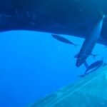 unveiling-the-marvels-of-the-ocean:-the-magnificent-whale-urine-funnel