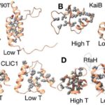 study-reveals-cold-temperatures-activate-shapeshifting-proteins