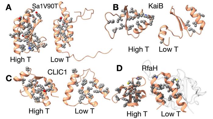 study-reveals-cold-temperatures-activate-shapeshifting-proteins