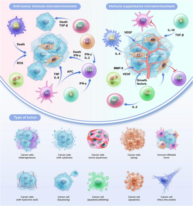 exploring-the-impact-of-tumor-infiltrating-immune-cells-on-endometrial-carcinoma