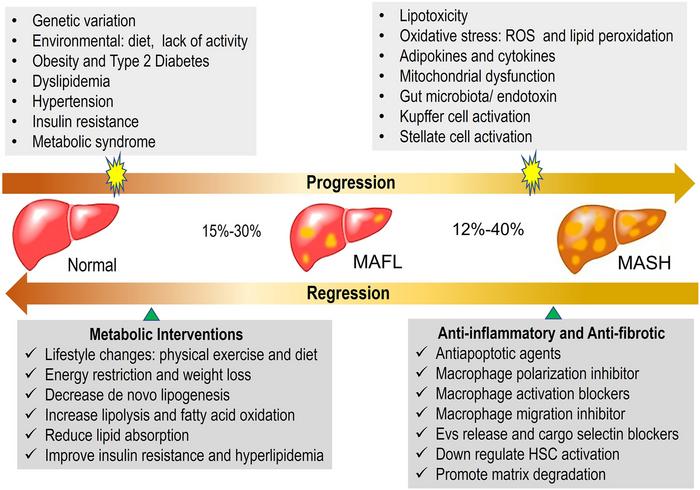exploring-innovative-approaches-to-treat-metabolic-dysfunction-associated-fatty-liver-disease