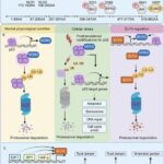 elf4:-a-crucial-transcription-factor-influencing-immune-response-and-cancer-development