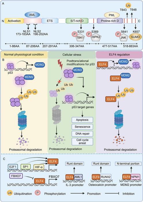 elf4:-a-crucial-transcription-factor-influencing-immune-response-and-cancer-development