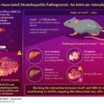 nwd1-gene-knockout-induces-mash-like-pathology-in-mice:-a-significant-advancement-in-research