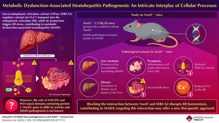 nwd1-gene-knockout-induces-mash-like-pathology-in-mice:-a-significant-advancement-in-research