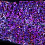 positive-genetic-adaptations-detected-in-regular-blood-donors