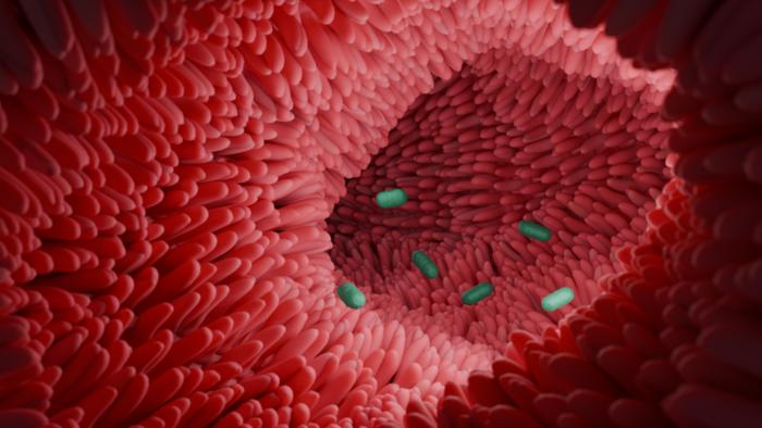 gut-bacteria-that-convert-bile-acids-improve-recovery-from-colonic-injury