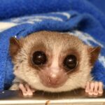 hibernating-lemurs-unlock-secrets-to-reversing-cellular-aging