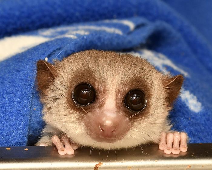 hibernating-lemurs-unlock-secrets-to-reversing-cellular-aging