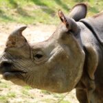 unveiling-a-new-name-for-one-of-the-world’s-rarest-rhinoceros-species