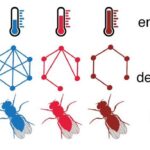 temperature-affects-neuronal-connectivity-and-behavior-in-fruit-flies-during-development