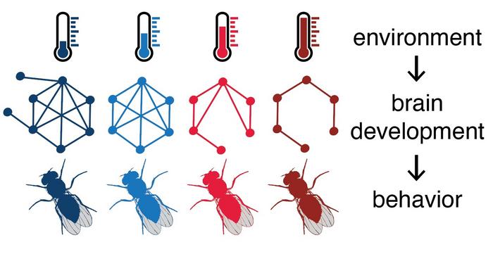 temperature-affects-neuronal-connectivity-and-behavior-in-fruit-flies-during-development