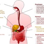 impact-of-ethanol-consumption-on-digestive-health:-a-scientific-overview