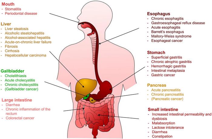 impact-of-ethanol-consumption-on-digestive-health:-a-scientific-overview