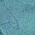 fungus-based-nanoparticles-can-battle-infections-and-cancer