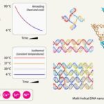 ualbany-researchers-discover-innovative-advances-in-dna-nanostructure-self-assembly