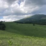 anticipating-the-return:-bees-in-restored-grasslands-after-extended-absence