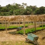 exploring-pathways-to-cultivate-the-amazon’s-bioeconomy