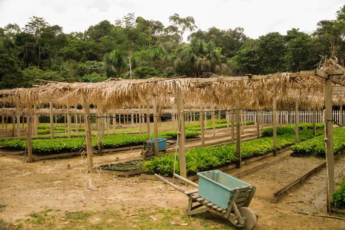 exploring-pathways-to-cultivate-the-amazon’s-bioeconomy