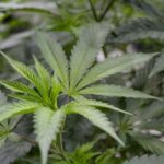 exploring-the-potential-of-cannabis-terpenes-as-a-novel-treatment-for-fibromyalgia-pain