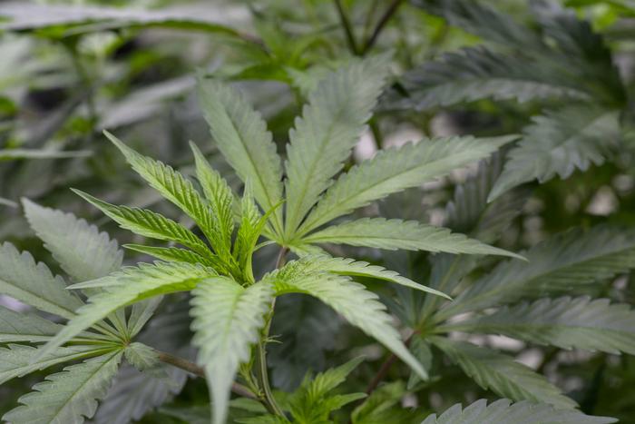 exploring-the-potential-of-cannabis-terpenes-as-a-novel-treatment-for-fibromyalgia-pain