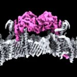 structure-of-key-parkinson’s-disease-protein,-pink1,-seen-for-first-time