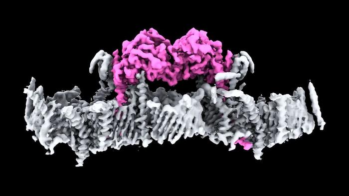structure-of-key-parkinson’s-disease-protein,-pink1,-seen-for-first-time