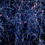 neurons-generated-from-skin-cells-without-stem-cell-step-in-mice