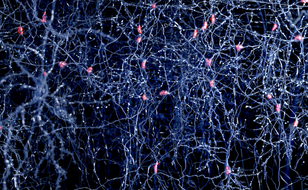 neurons-generated-from-skin-cells-without-stem-cell-step-in-mice