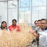 advancements-in-wild-barley-genomics-set-the-stage-for-climate-resilient-crops