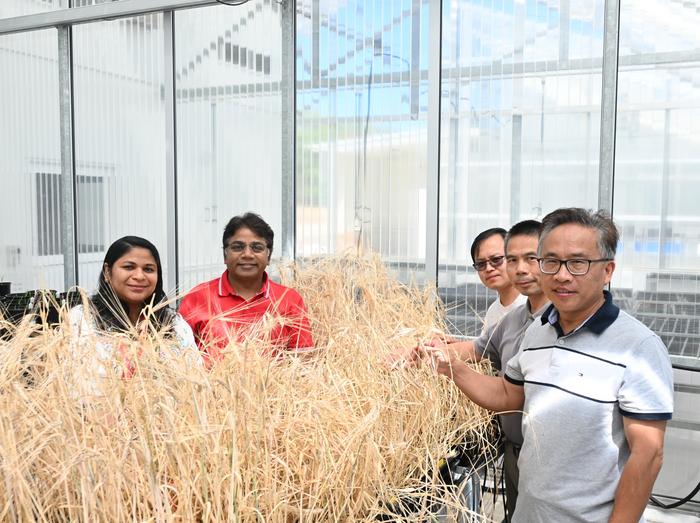advancements-in-wild-barley-genomics-set-the-stage-for-climate-resilient-crops