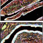 pitt-research-unveils-new-insights-into-the-origins-of-ovarian-cancer