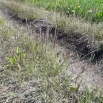 wild-barley-genomics-advance-paves-way-for-climate-resilient-crops