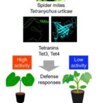 breakthrough-in-plant-pest-interactions-offers-pathway-to-sustainable-agriculture