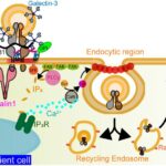 rna-origami:-engineering-artificial-cytoskeletons-for-synthetic-cell-construction