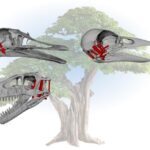 evolution-of-modern-birds:-the-role-of-enlarged-brains-and-flexible-skulls