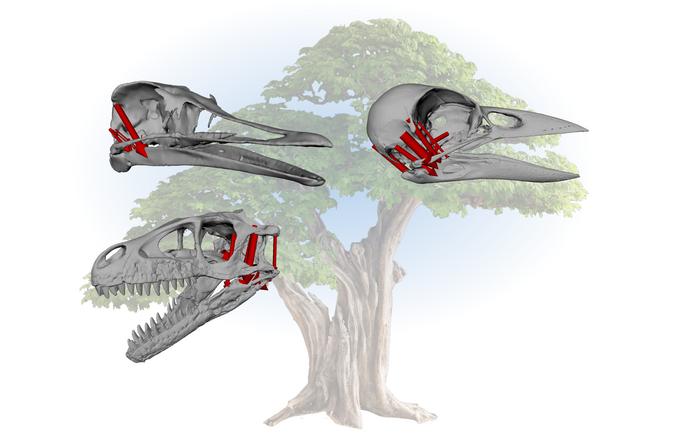 evolution-of-modern-birds:-the-role-of-enlarged-brains-and-flexible-skulls