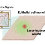 first-detection-of-epithelial-cells’-subtle,-silent-‘scream’