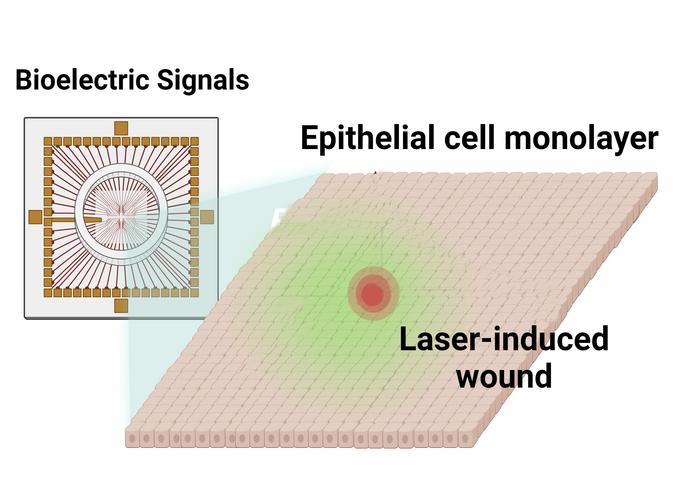 first-detection-of-epithelial-cells’-subtle,-silent-‘scream’