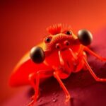 phase-1-clinical-trials-begin-for-lassa-fever-vaccine