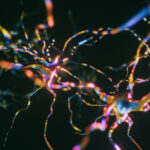 uncovering-the-effects-of-maternal-infections-on-brain-function-in-newborn-rat-offspring