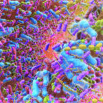 nist-releases-reference-material-to-aid-gut-microbiome-research