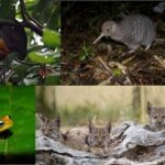conservation-strategies-unveiled:-key-actions-that-support-endangered-species-recovery