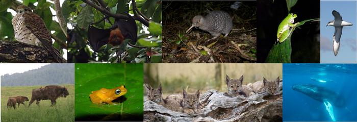 conservation-strategies-unveiled:-key-actions-that-support-endangered-species-recovery