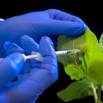 “effective-dsrnas”-combat-cucumber-mosaic-virus-in-tests