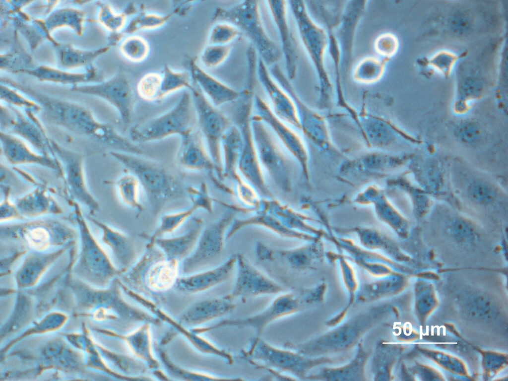 oxygen-transfer-rate-finds-new-applications-in-cell-culture