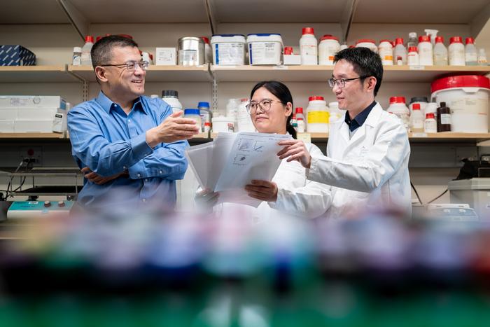 eliminating-a-protein-‘signal-jammer’-enhances-immunotherapy-effectiveness