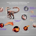 the-intricate-development-of-feathers-in-chickens:-unraveling-nature’s-design